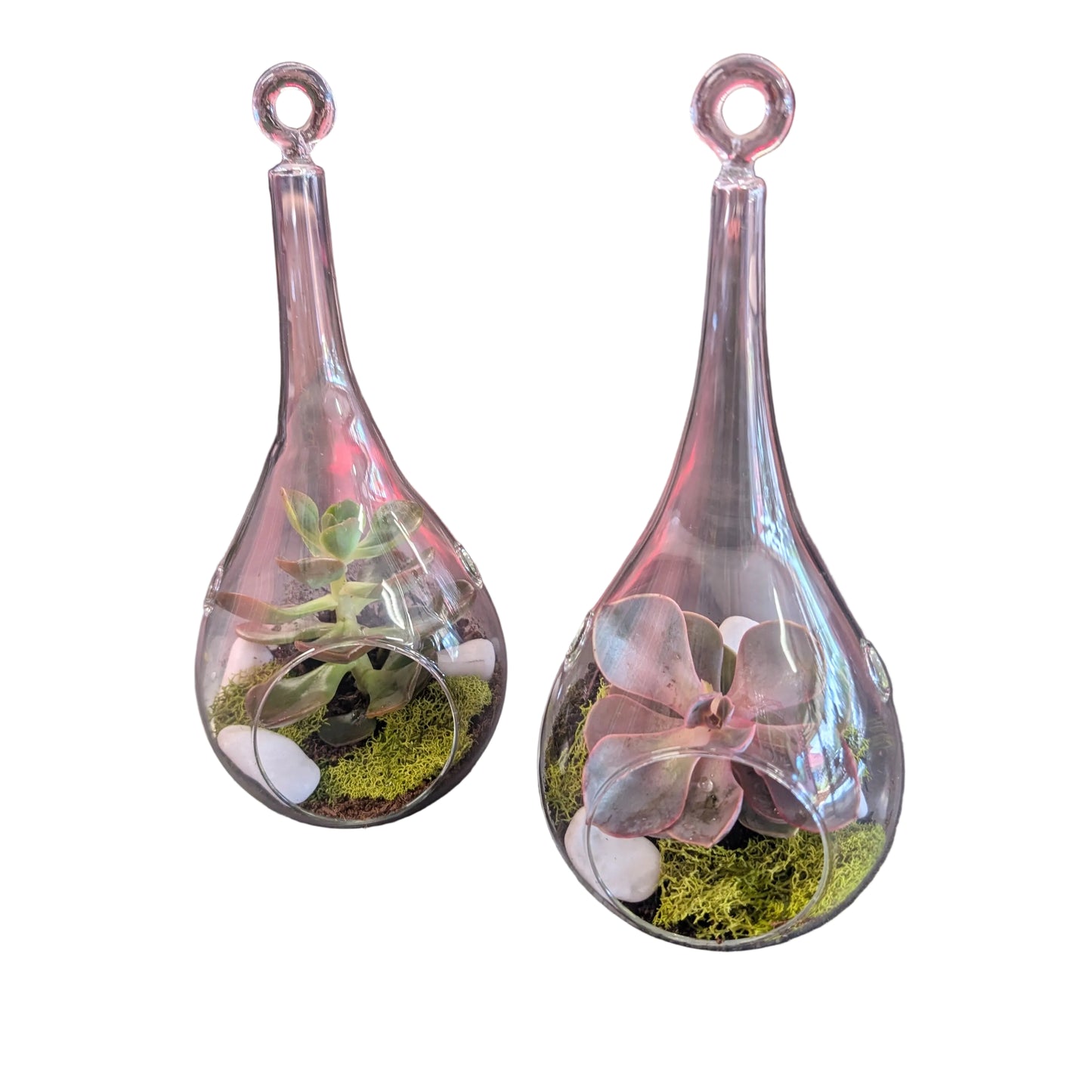 Teardrop succulent terrarium