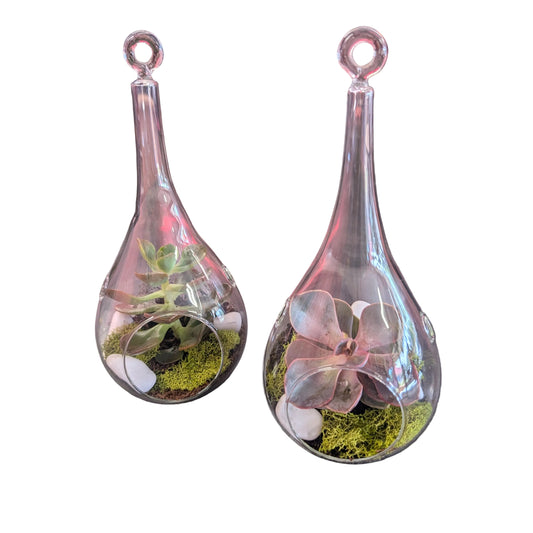 Teardrop succulent terrarium